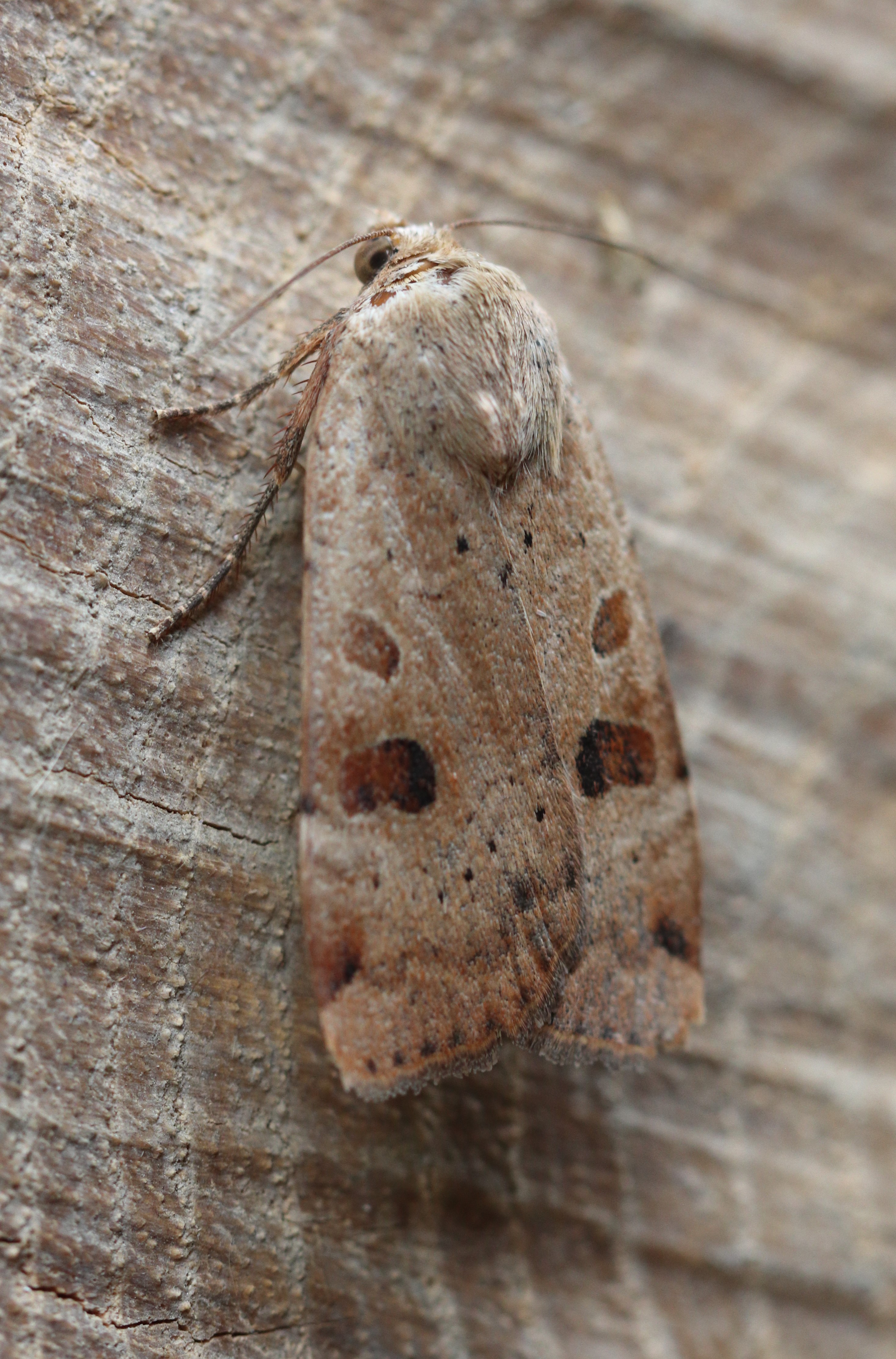 Photo of Noctua interposita